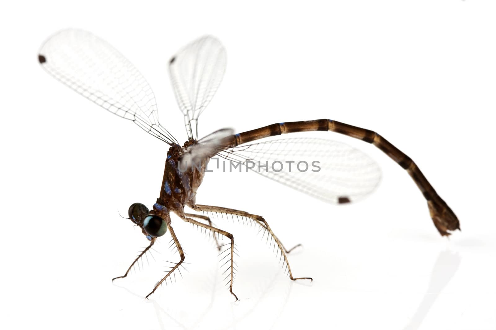 Dragonfly on white background shallow depth of field focus is head