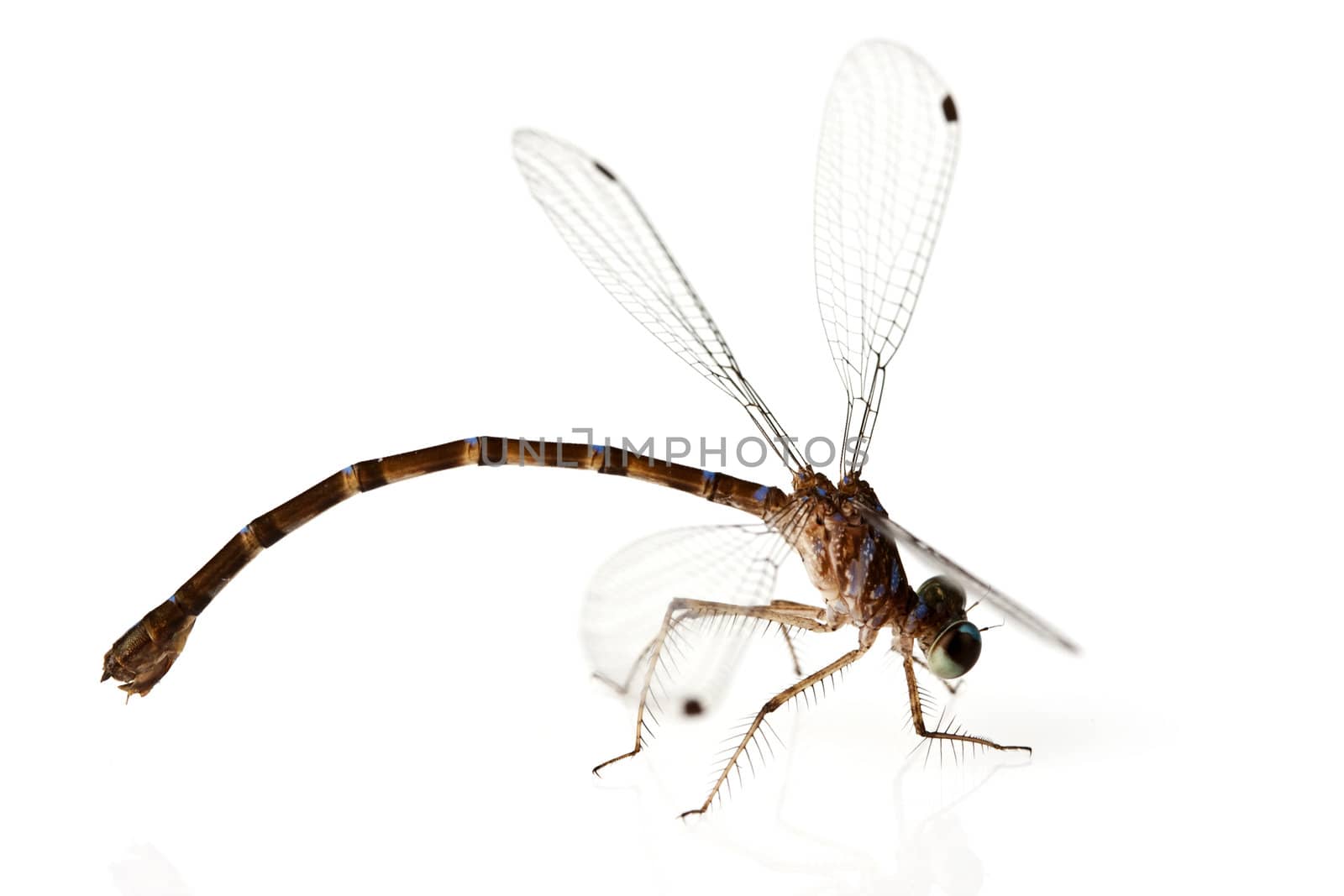 Dragonfly on white background shallow depth of field focus is head