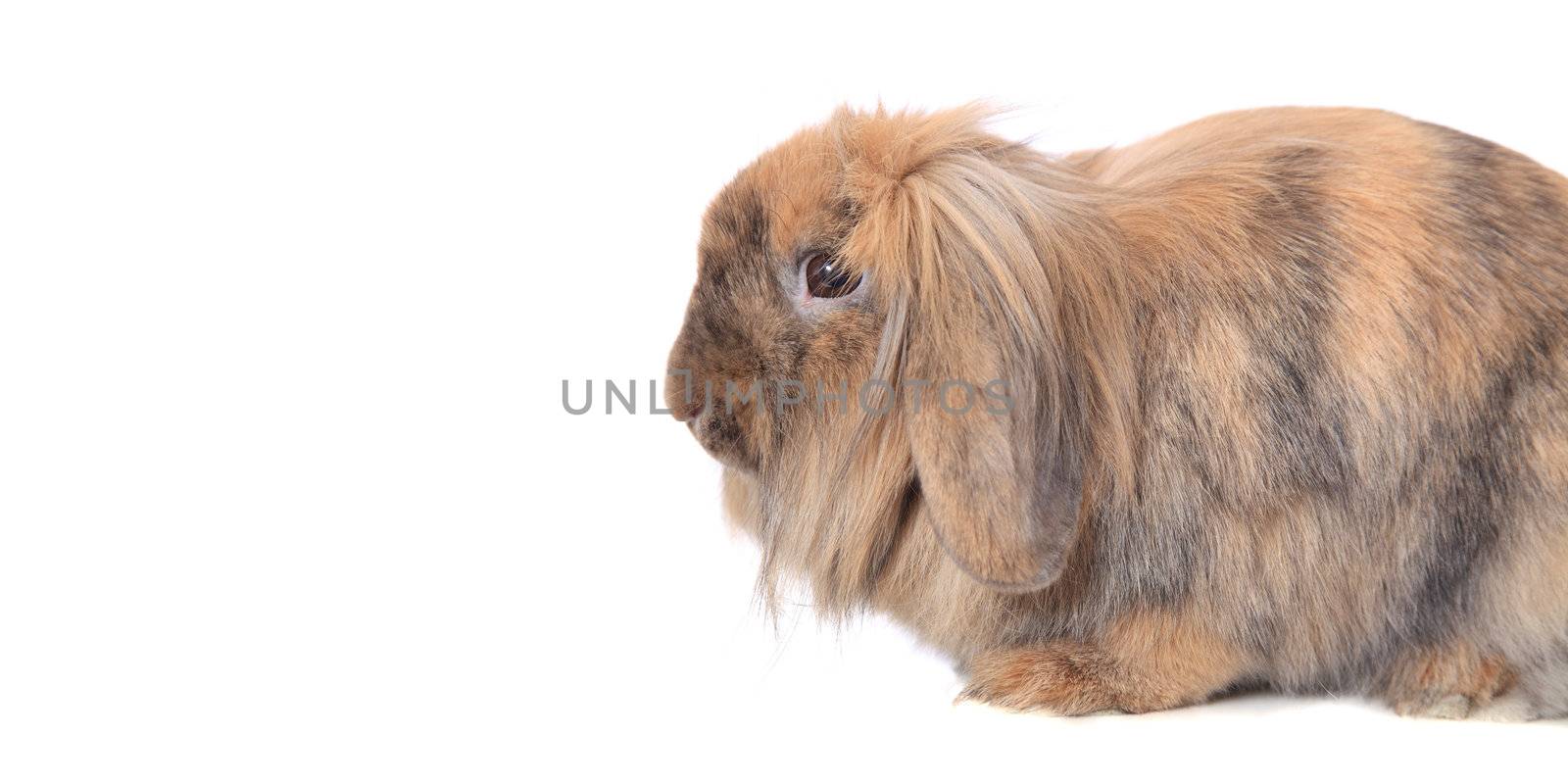 Cute little rabbit. All on white background.