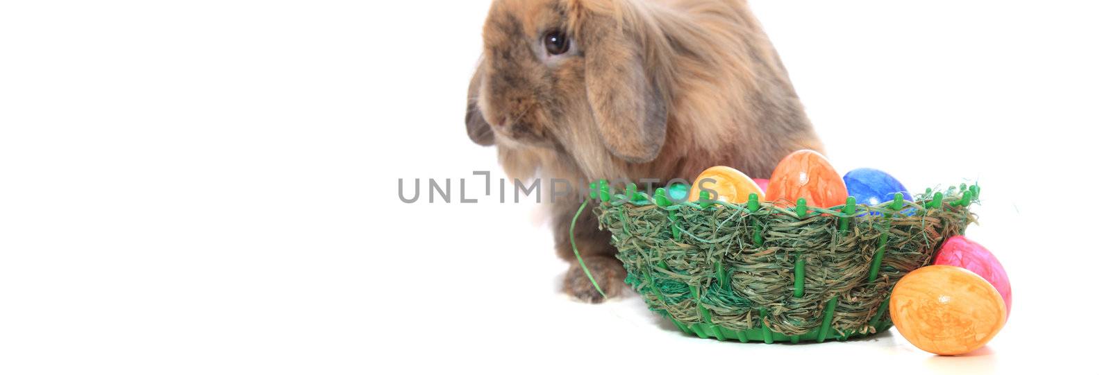 Cute little easter bunny with colored eggs. All on white background.