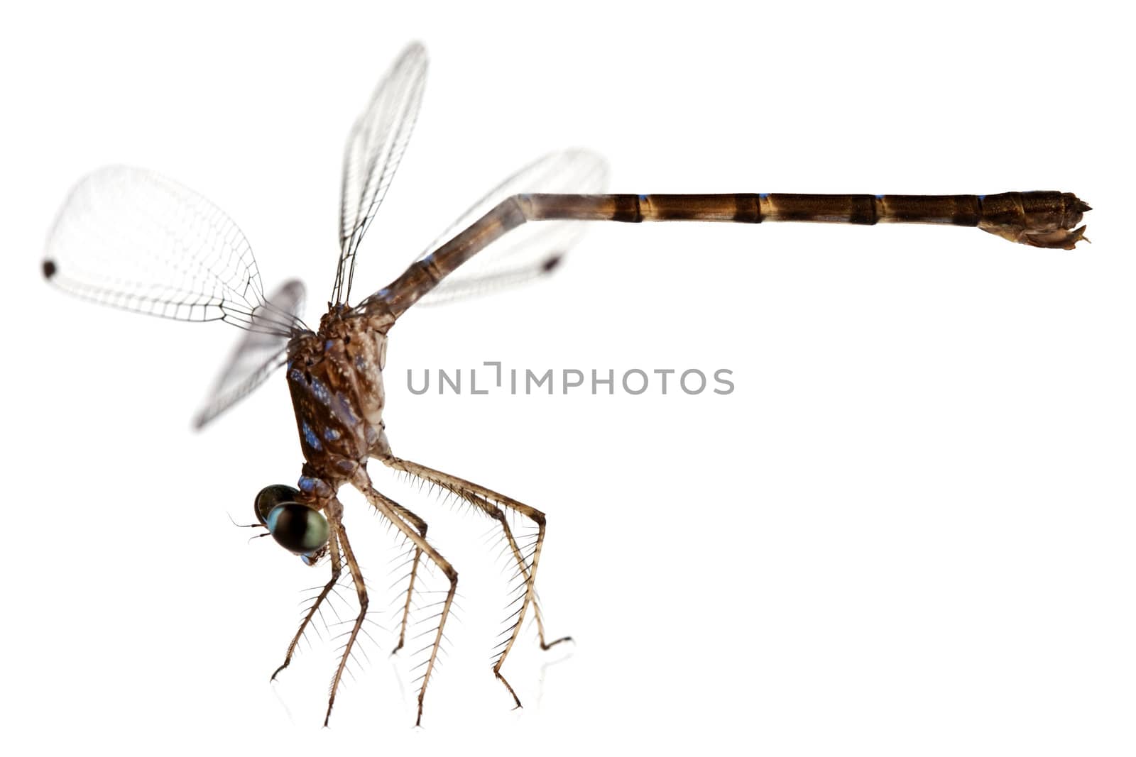 Dragonfly on white background shallow depth of field focus is head