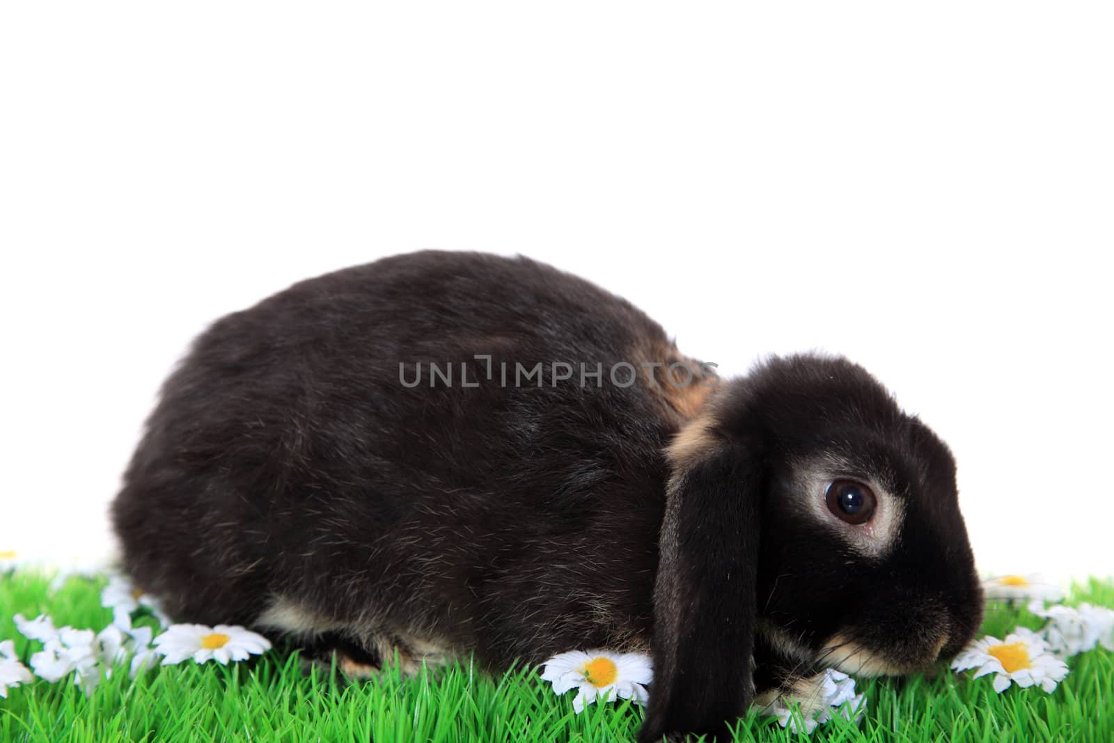 Cute little bunny on green meadow. All on white background.