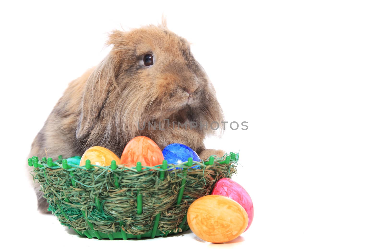 Cute easter bunny with colored eggs. All on white background.