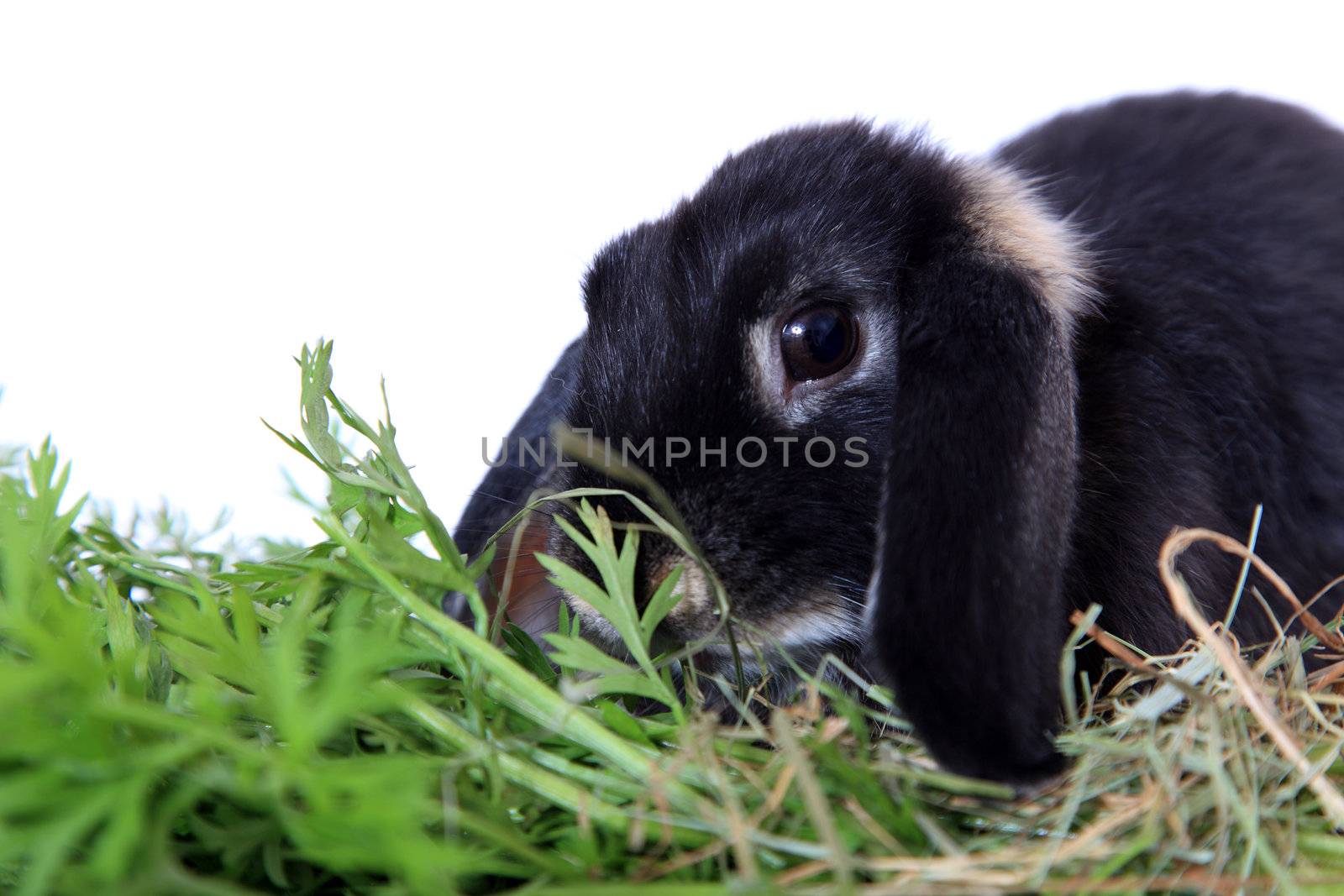 Cute little rabbit. All on white background.