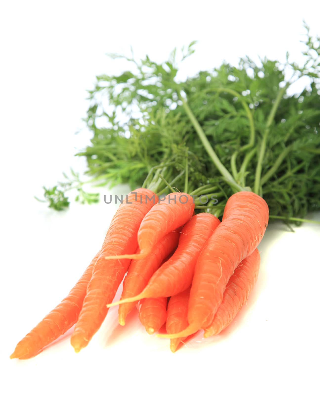 Fresh carrots. All on white background.