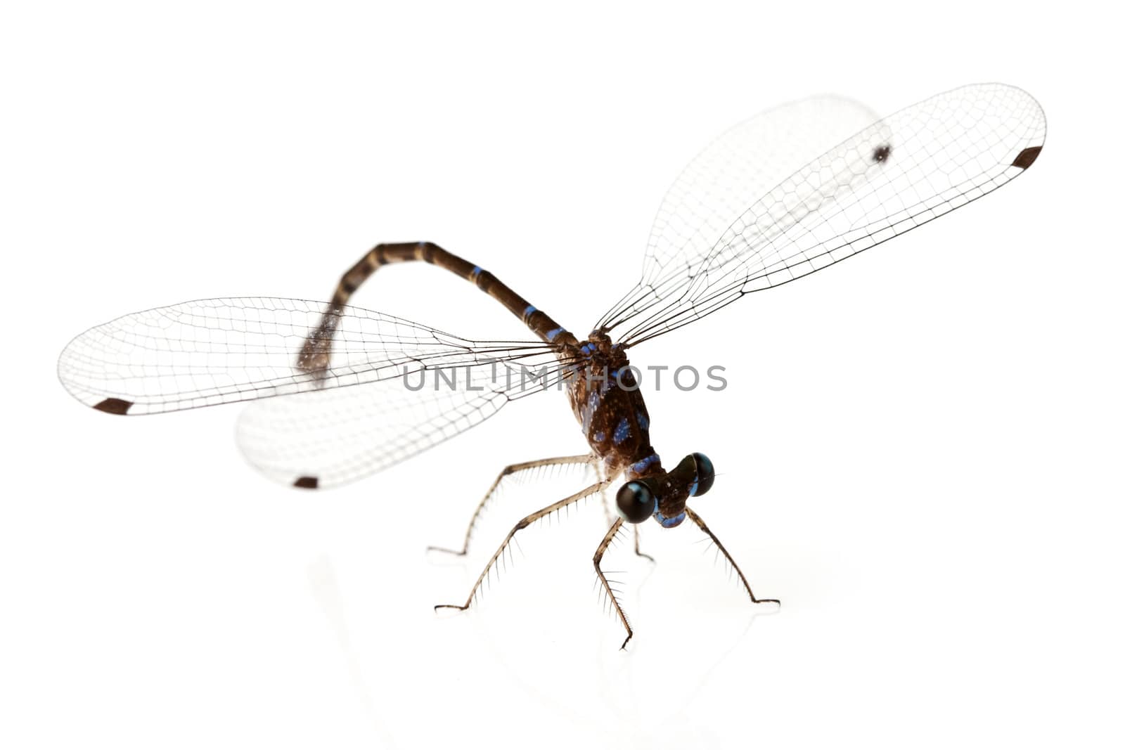 Dragonfly on white background shallow depth of field focus is head