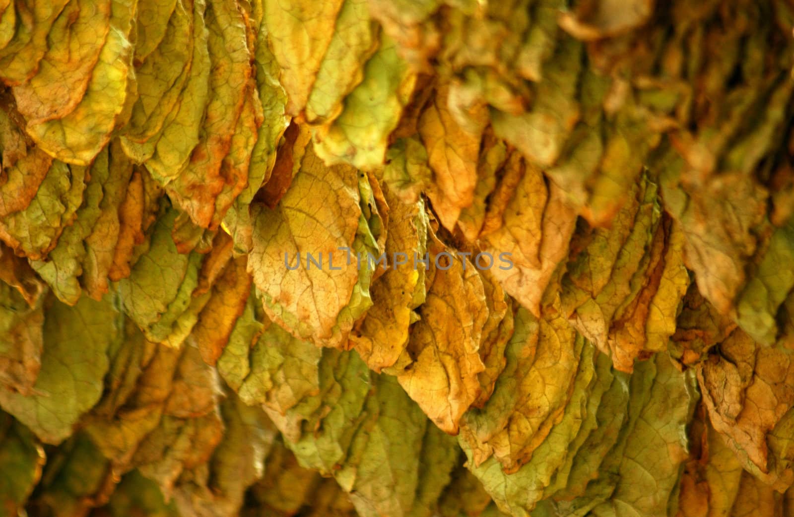 Tobacco leaves hanging and ready to make  cigars
