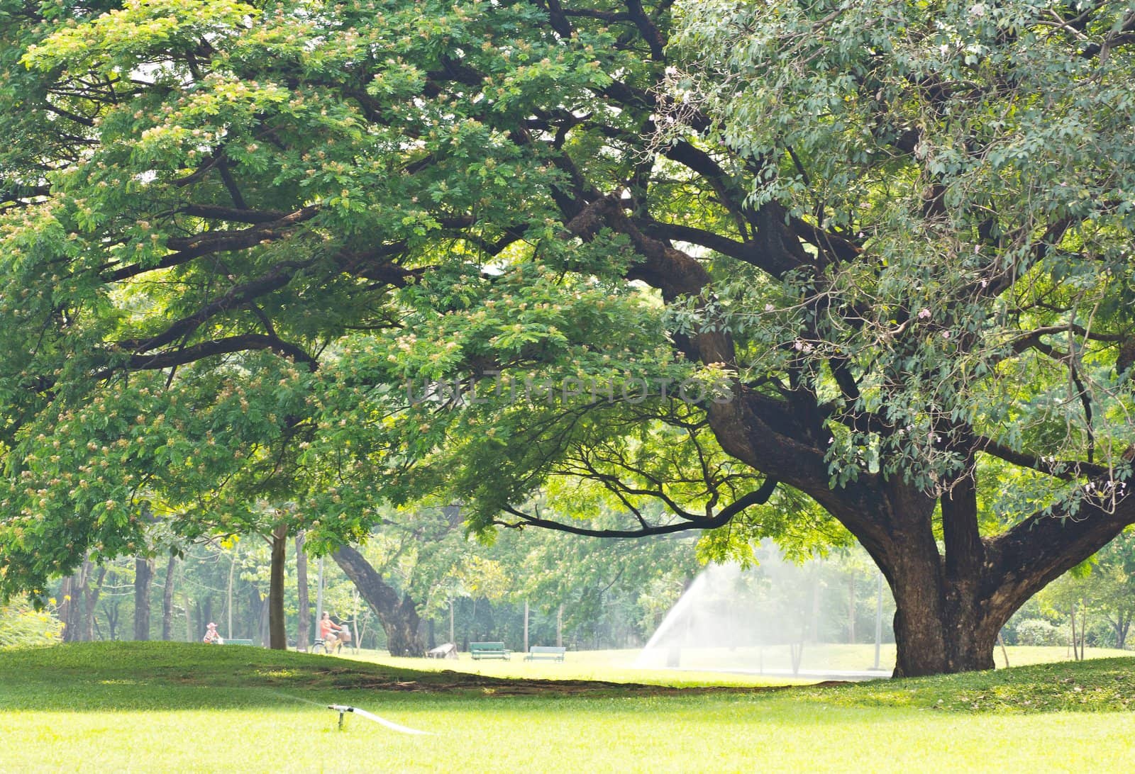 Tree in the park