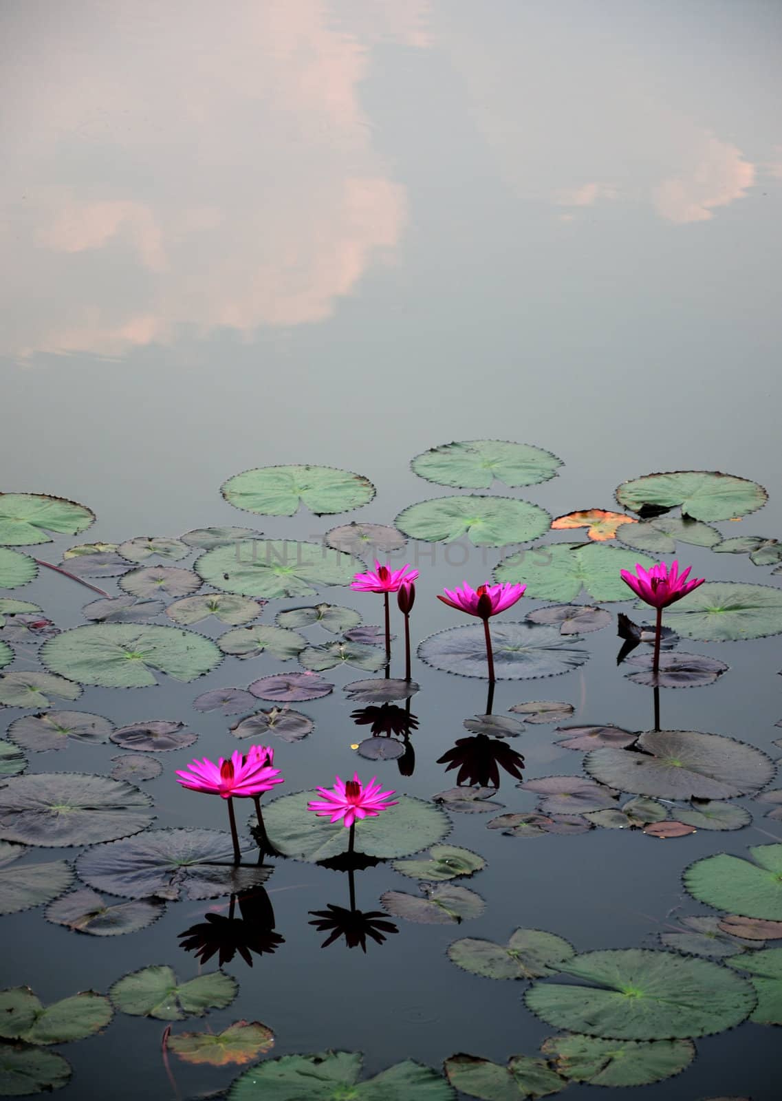 Pink lotus flower in the water 