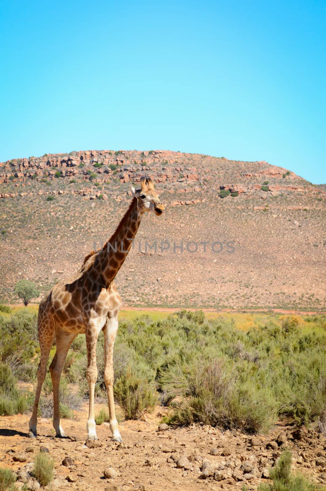 One giraffe in wild african bush area