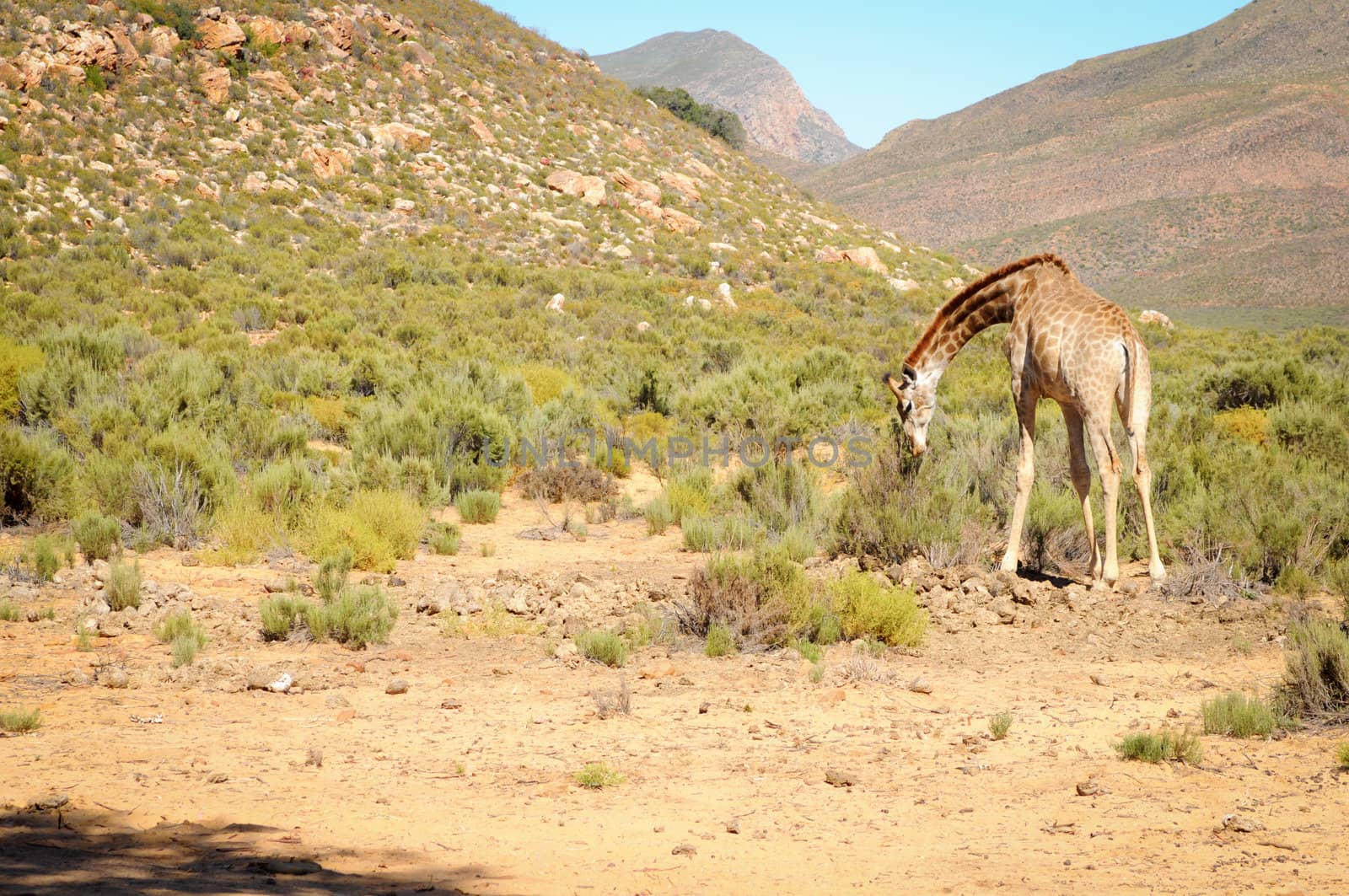 One giraffe in wild african bush area