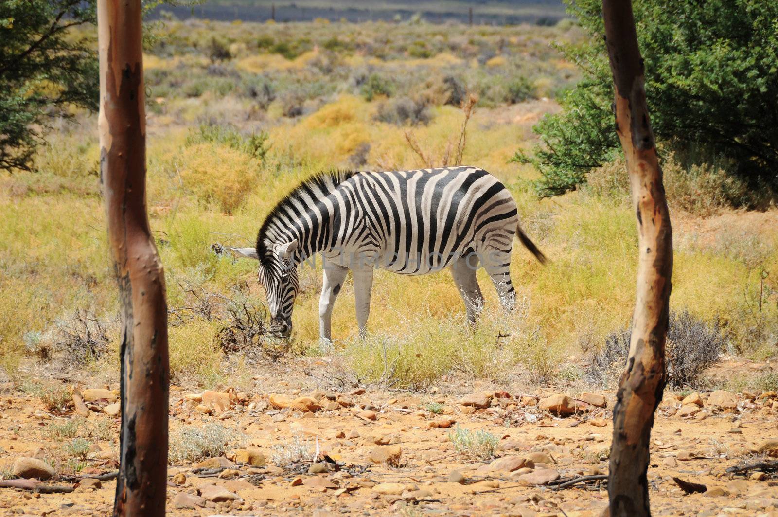 One zebra in wild african bush with two trees on a front as frame