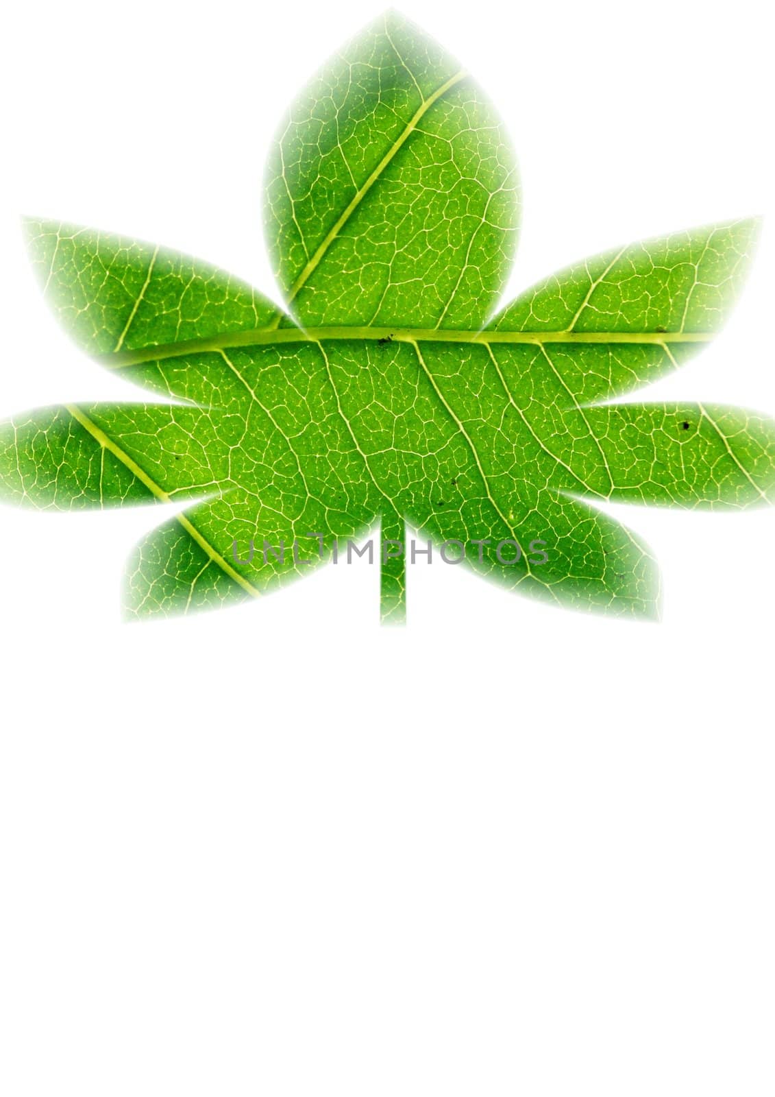 green leaf shape