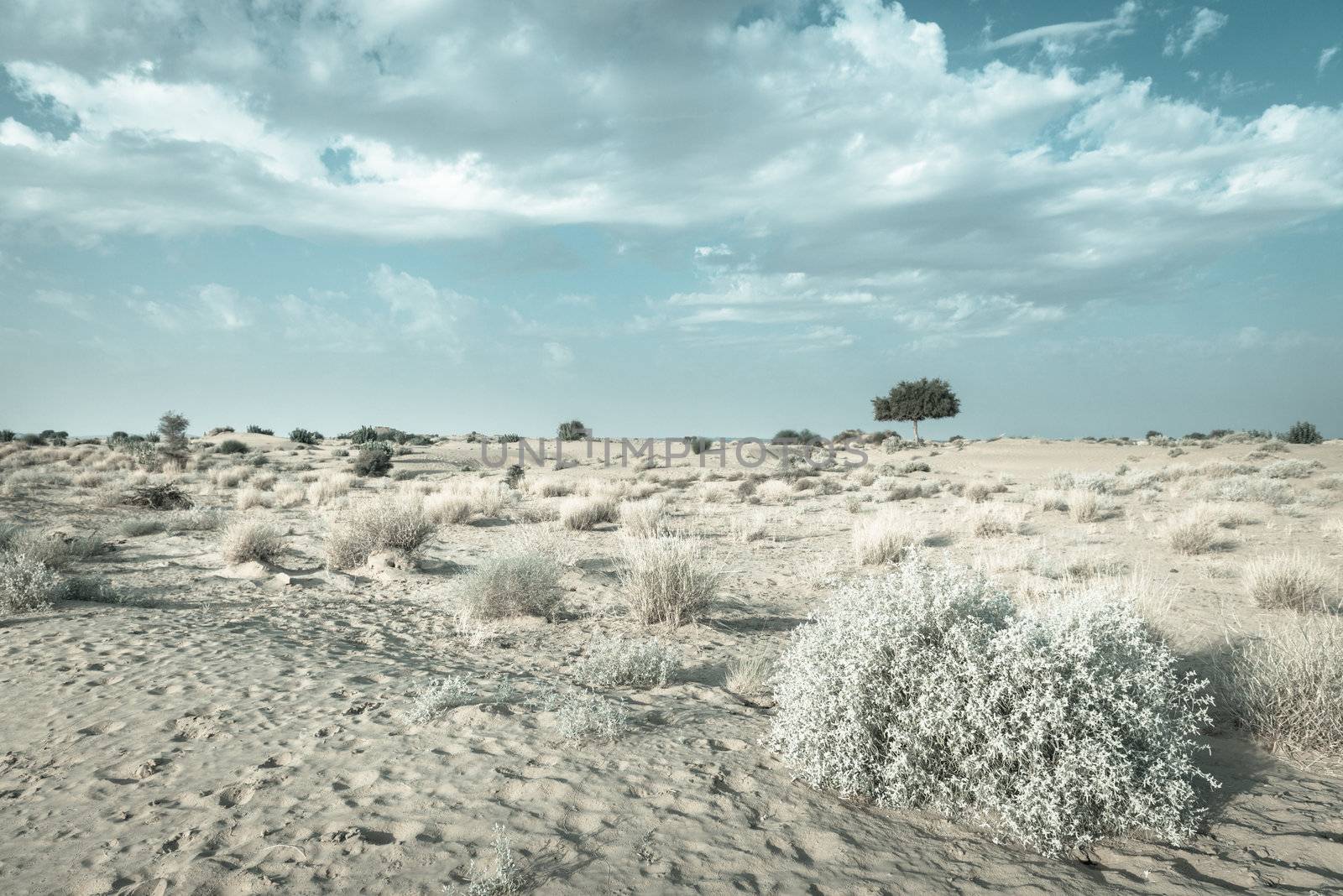 One rhejri (prosopis cineraria) tree in the thar desert ( great indian desert) under cloudy blue sky in light blue colors