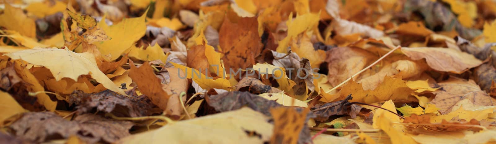 Autumnal leaves in yellow and brown colors.