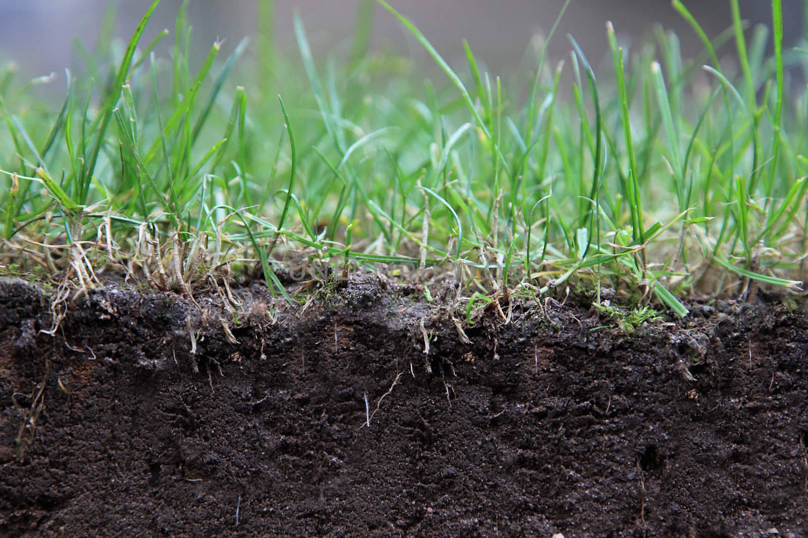 Profile of a turf, background texture.