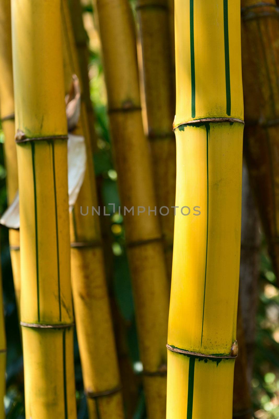 Yellow bamboo forest background. Shallow DOF 