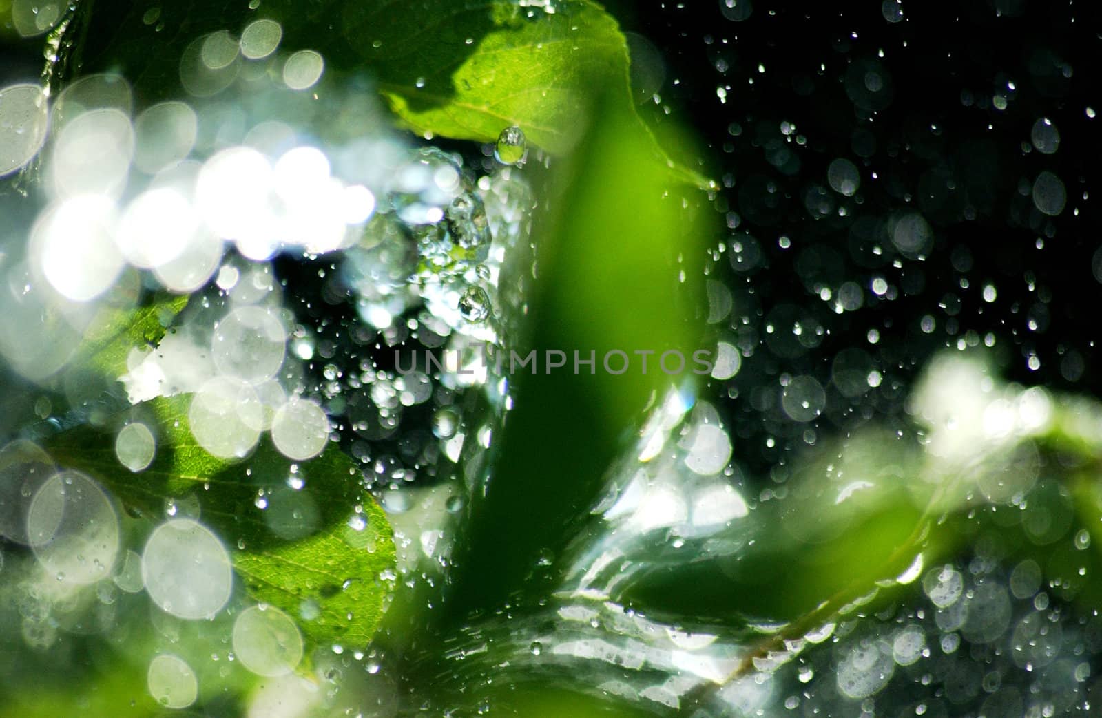 sun on waterdrops