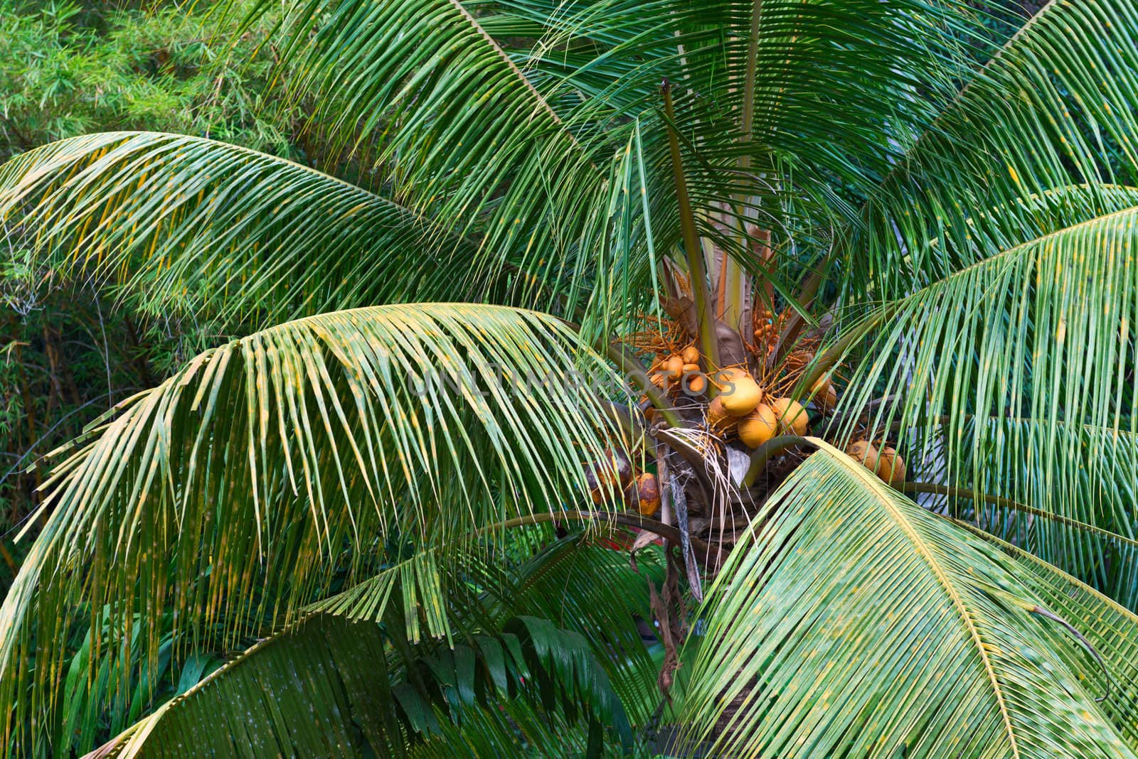 Yellow coconuts on the palm tree in tropical forest