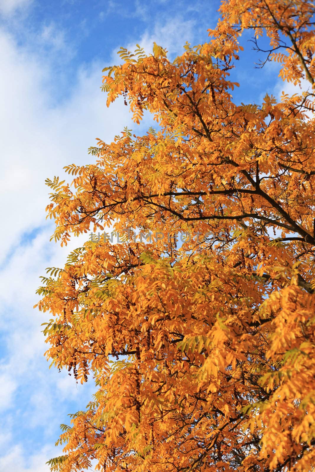 Autumnal leaves on a tree in front of light cloudy sky.