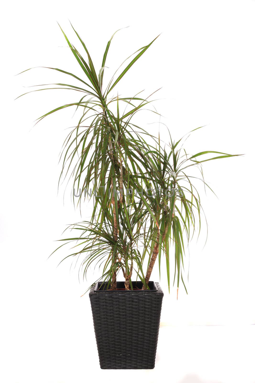 Standard indoor plant dracaena marginata, also called dragon tree. All on white background.