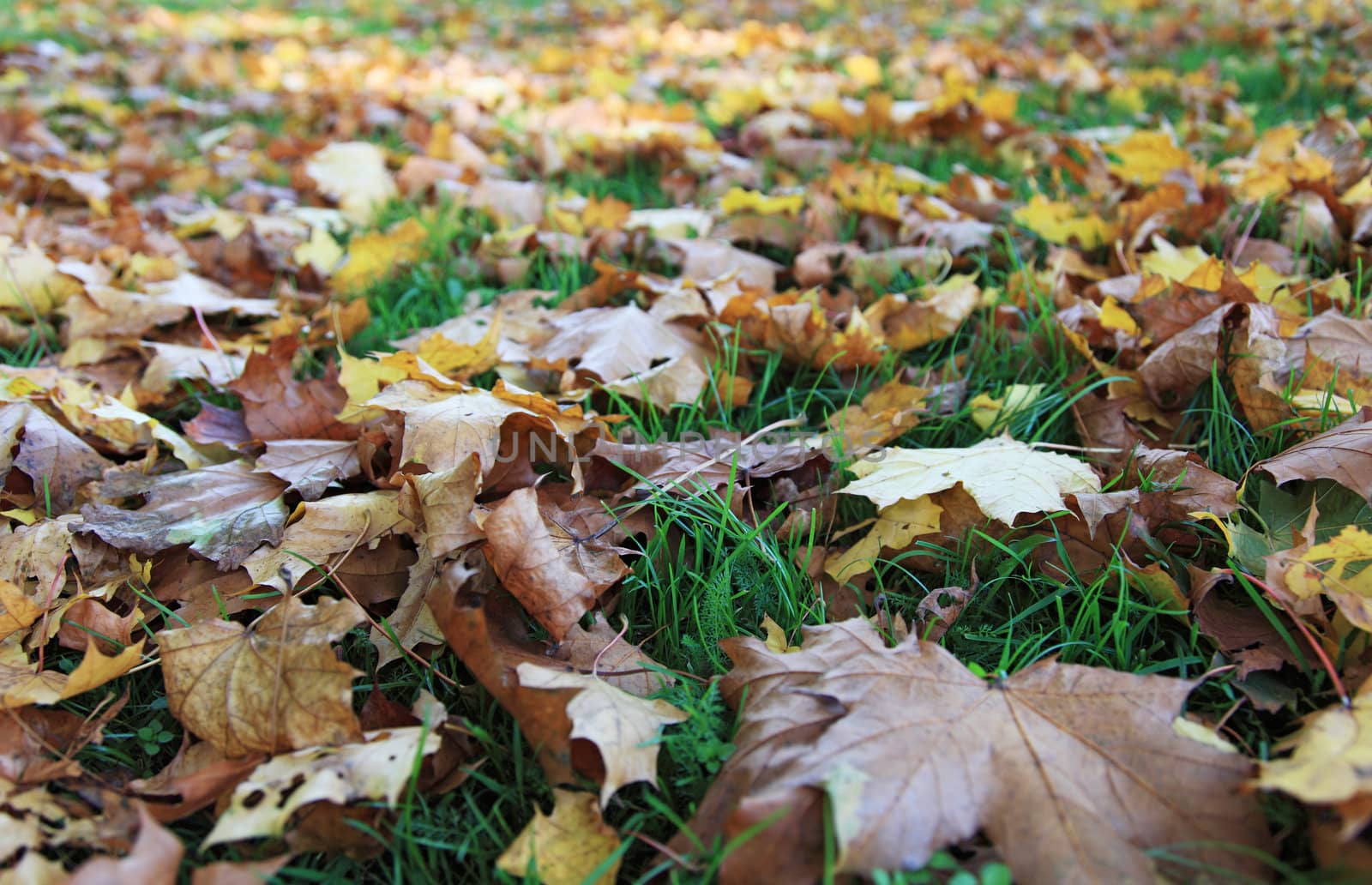 Falling leaves lying on the ground.