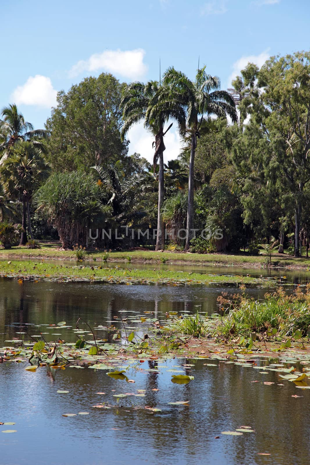 Pond in tropical climate