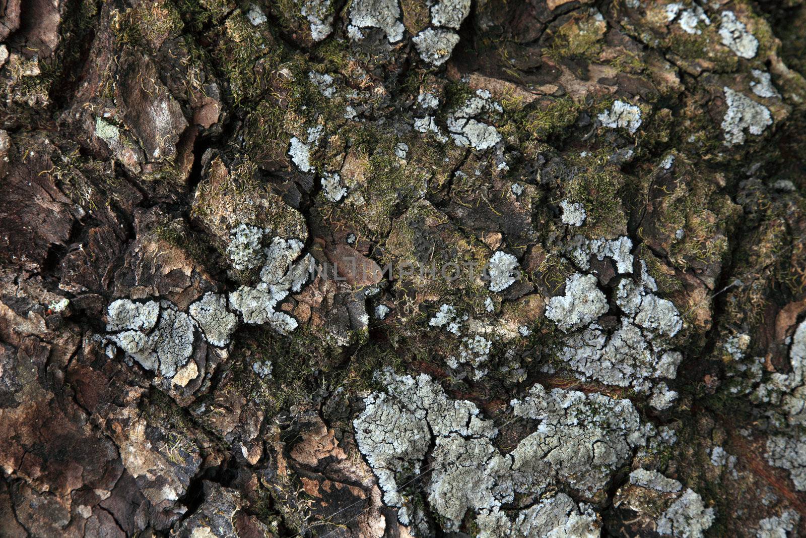 Tree bark background texture.