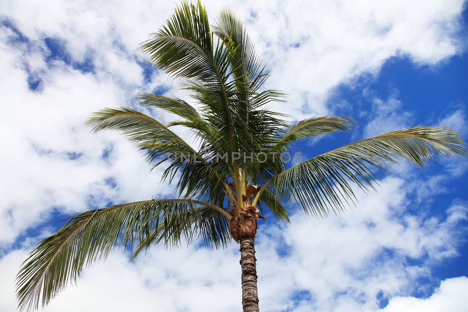 Tropical palm tree in front of light cloudy sky.