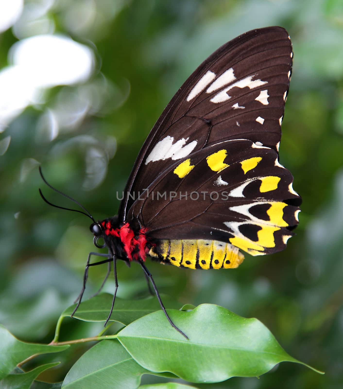 Female Ornithoptera priamus sitting on green leaf.