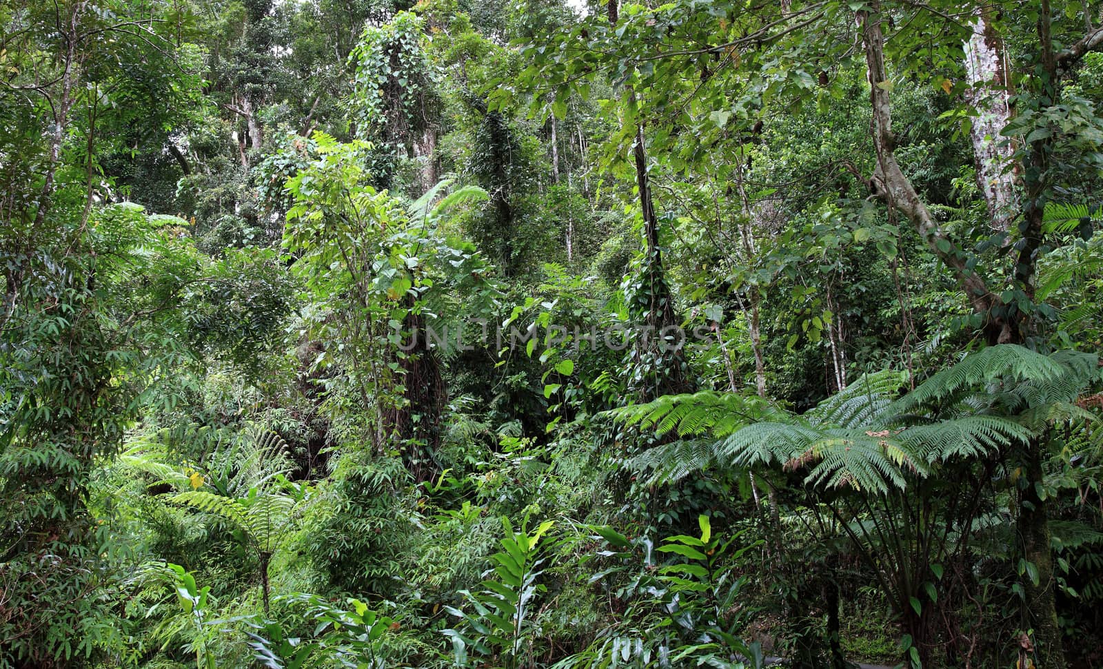 Tropical rain forest.