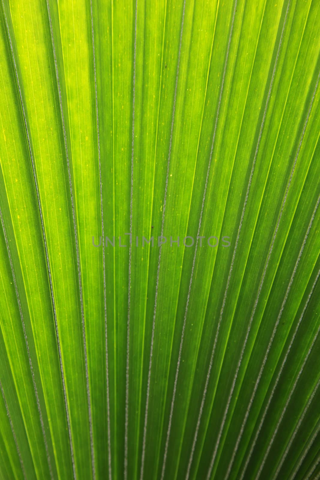 Rippled green leaf background texture.