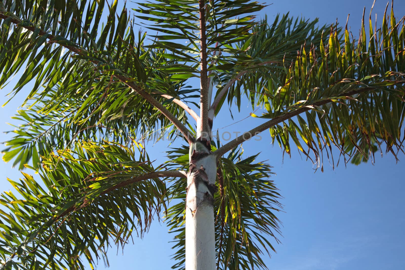 Blattwerk einer tropischen Palme vor blauem Himmel.