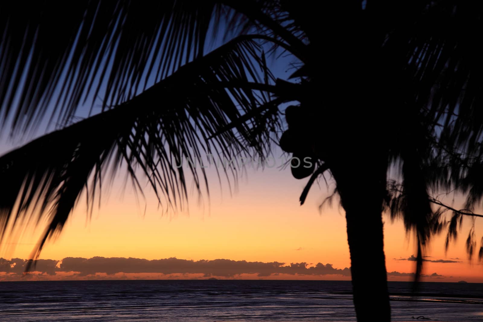 Silhouette of a palm tree in front of tropical sunset.