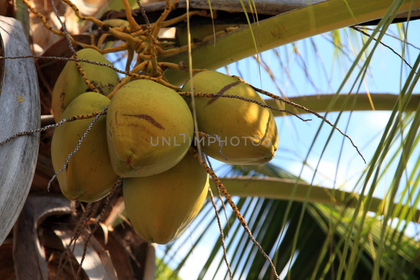 Coconuts on a tropical palm tree.