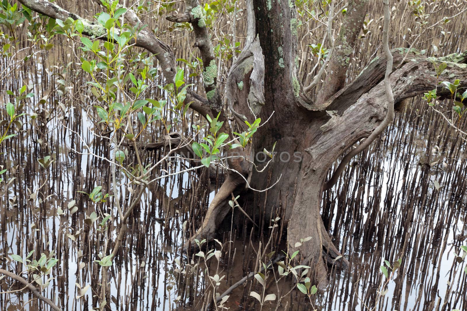 A typical mangrove wood.