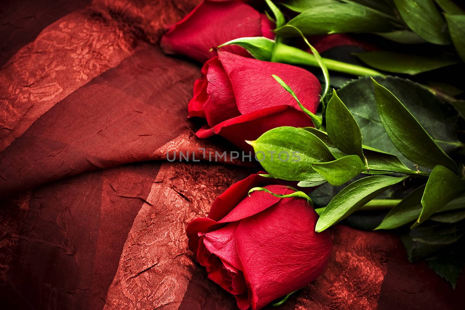 Three beautiful roses on a red background

