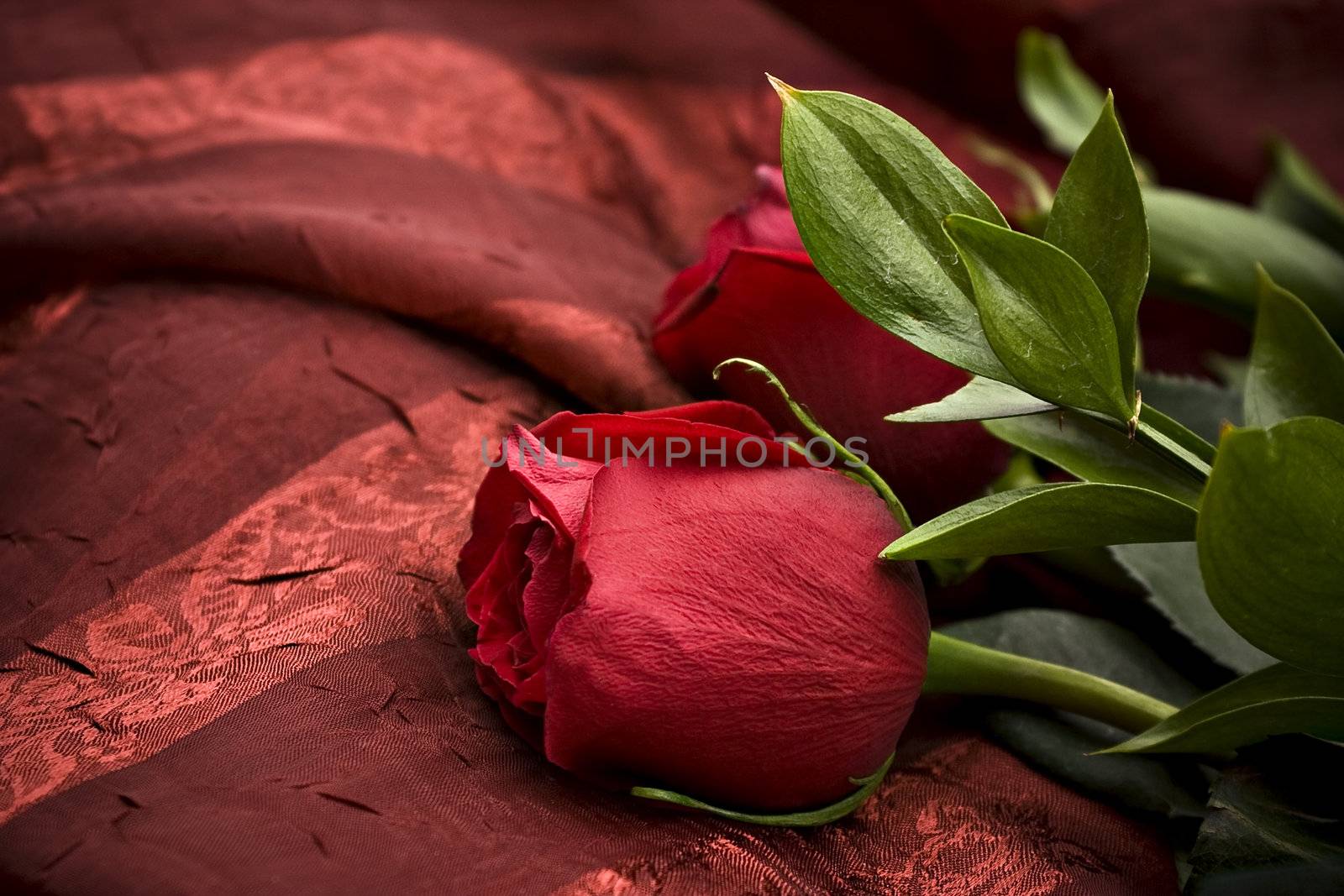 Beautiful red rose against a red background

