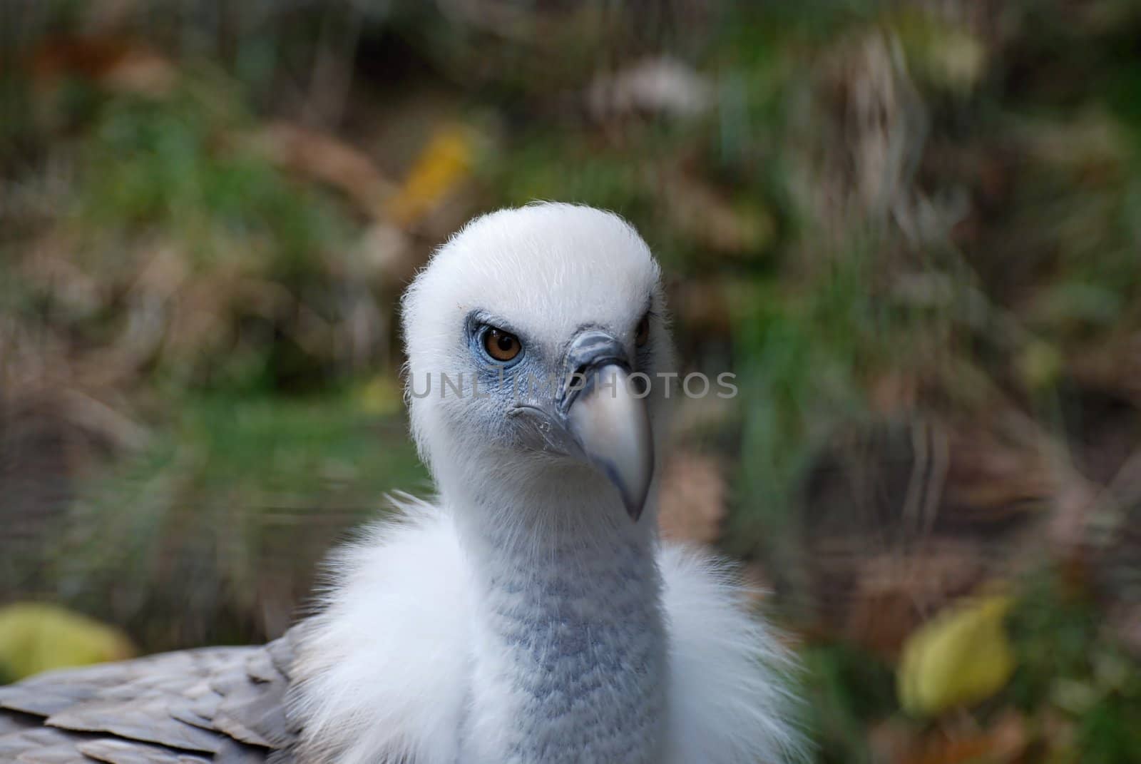 Griffon vultures - image detail head (portraits) 