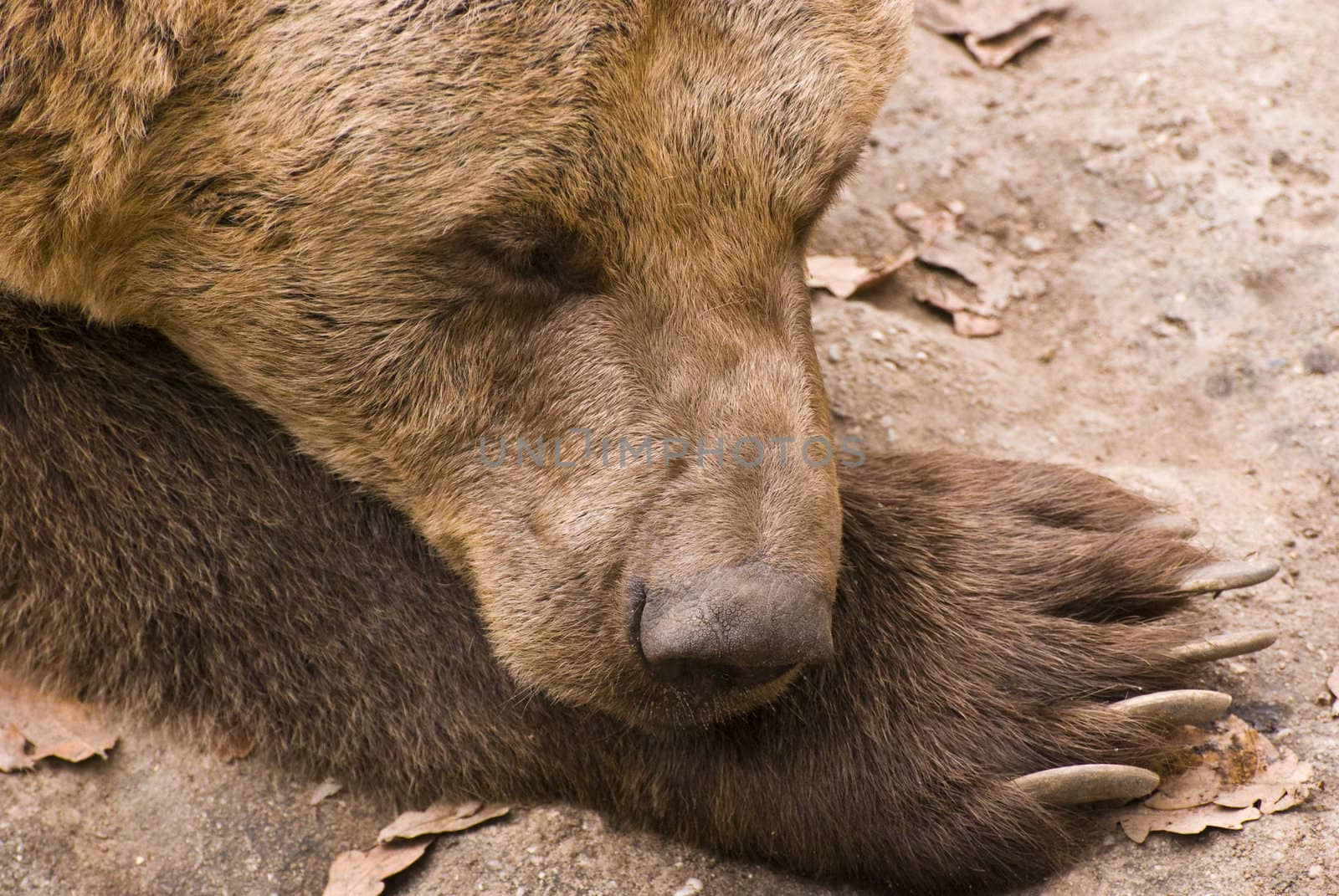 Brown bear - picture detail and mourning head (portraits) 
