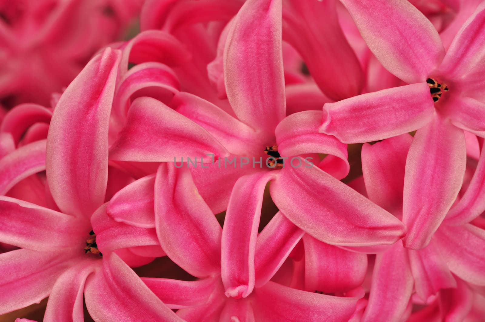 A close-up of hyacinth blossom. Suitable as background.