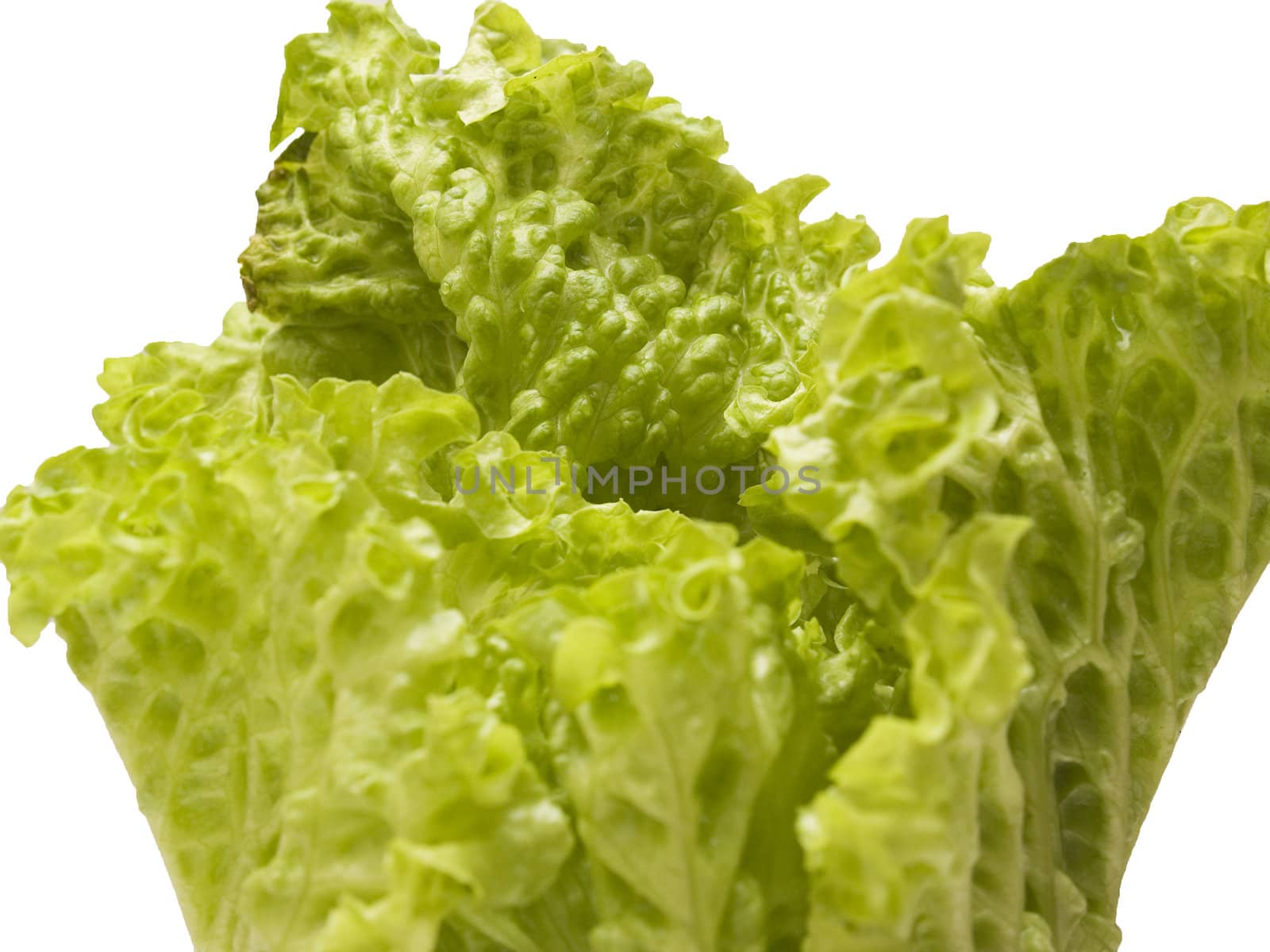Lettuce by lauria
