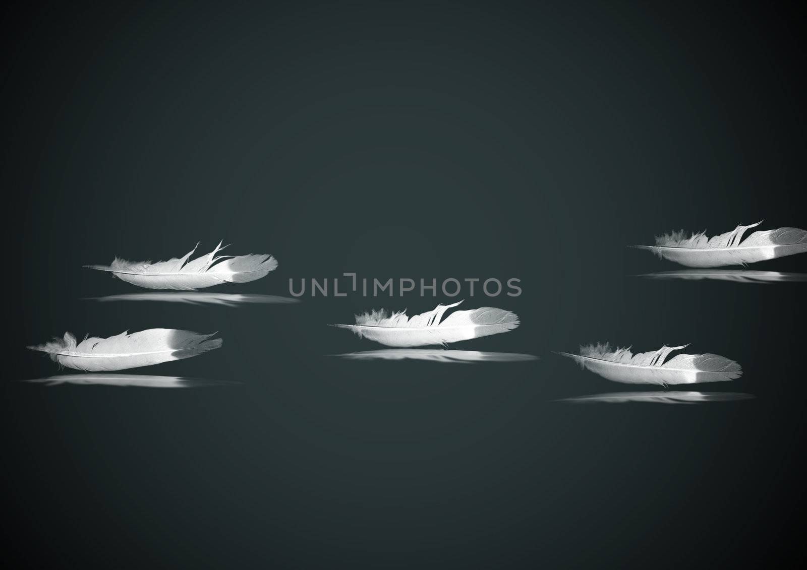 Feathers of birds with reflection on a surface (black&white)