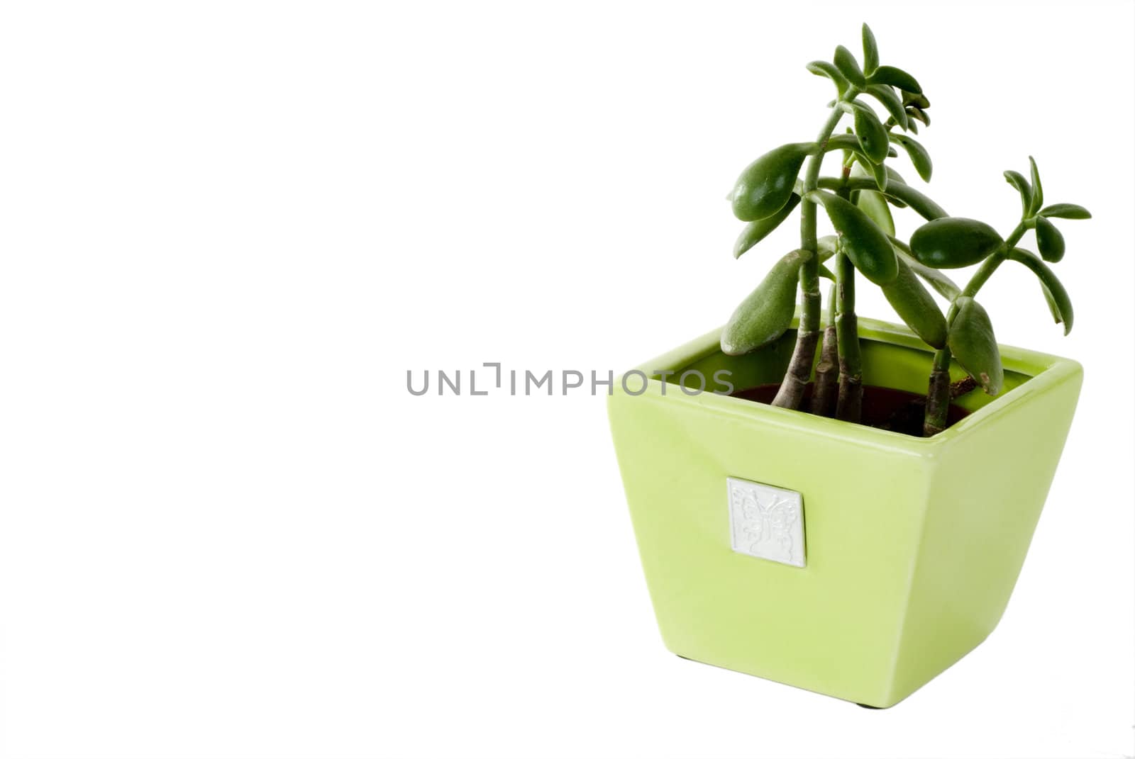 A green plant in a green pot on an isolated background.