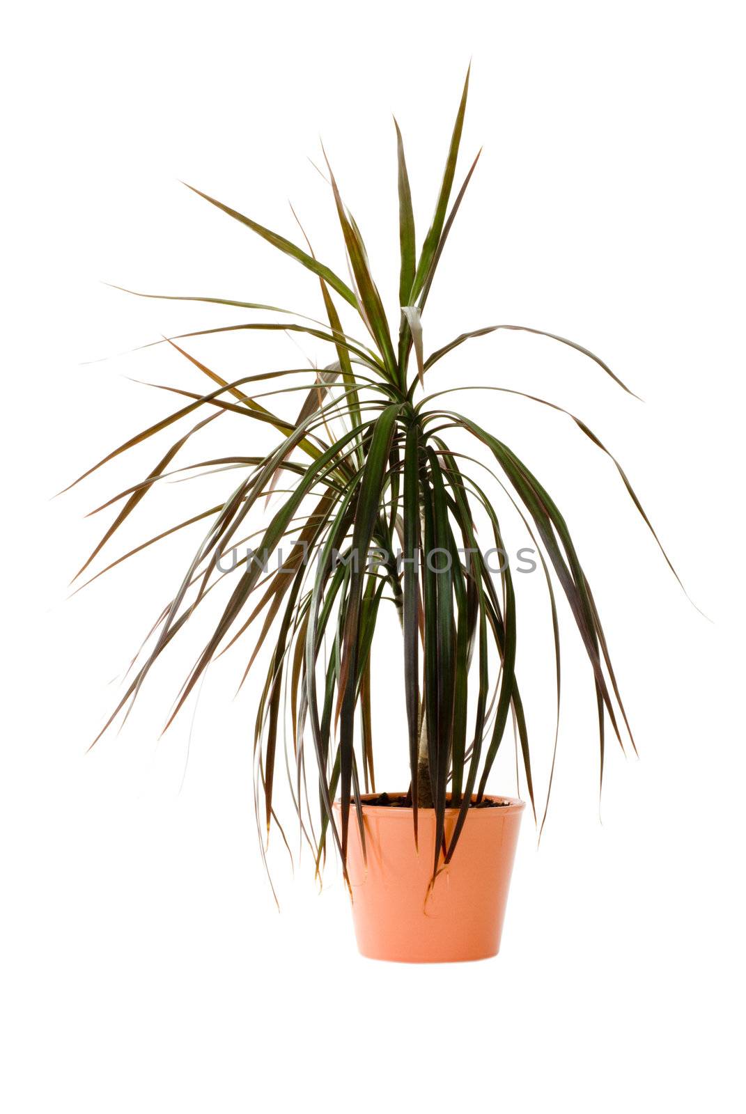 Plant in a pot by eugenef