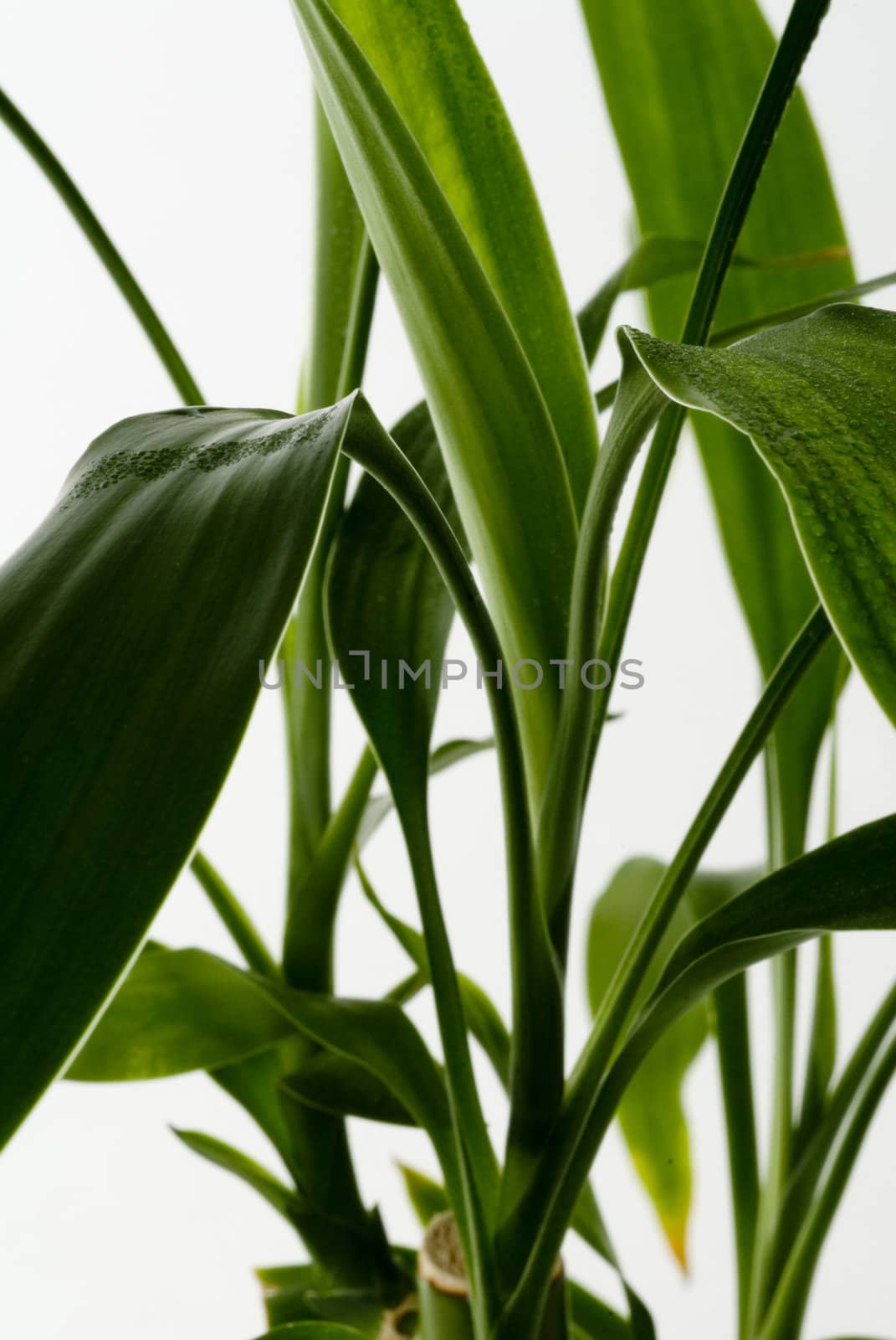 Green Leaves isolated on a white background.