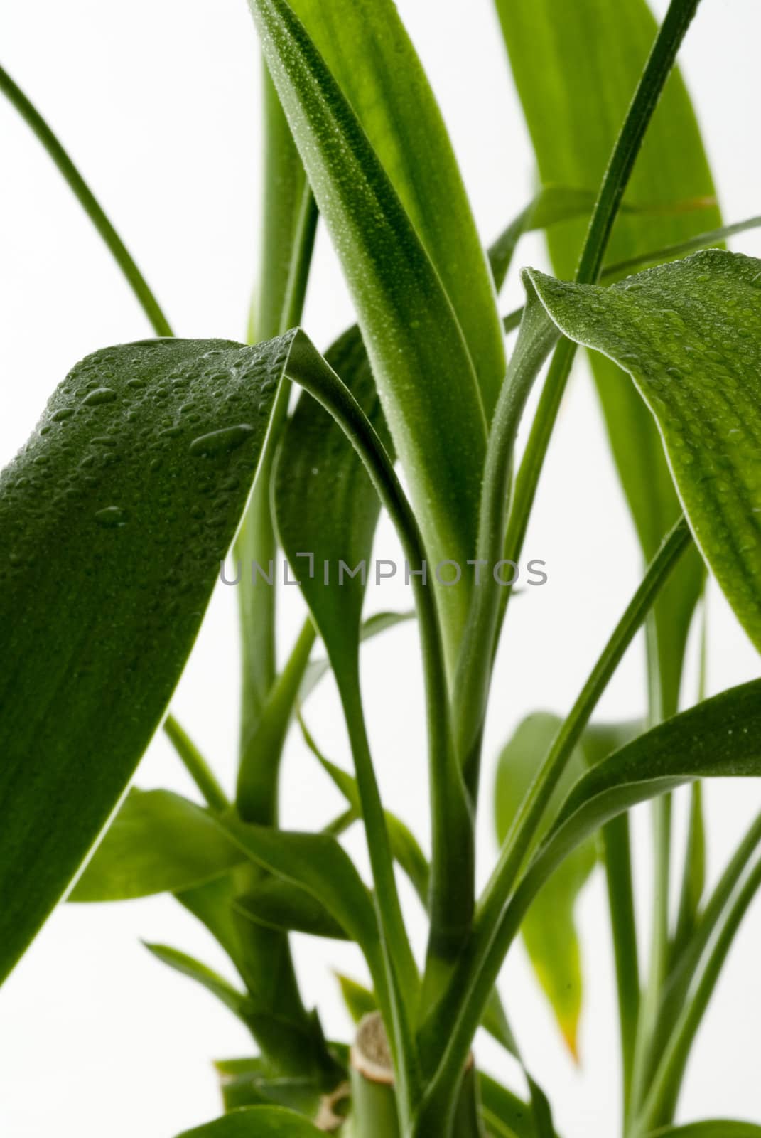 Green Leaves with rain droplets isolated on a white background. 