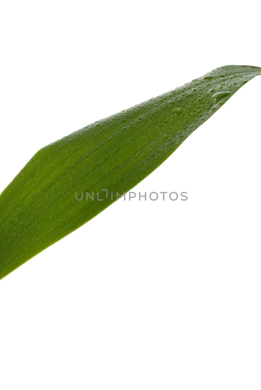Green Leaf by eugenef