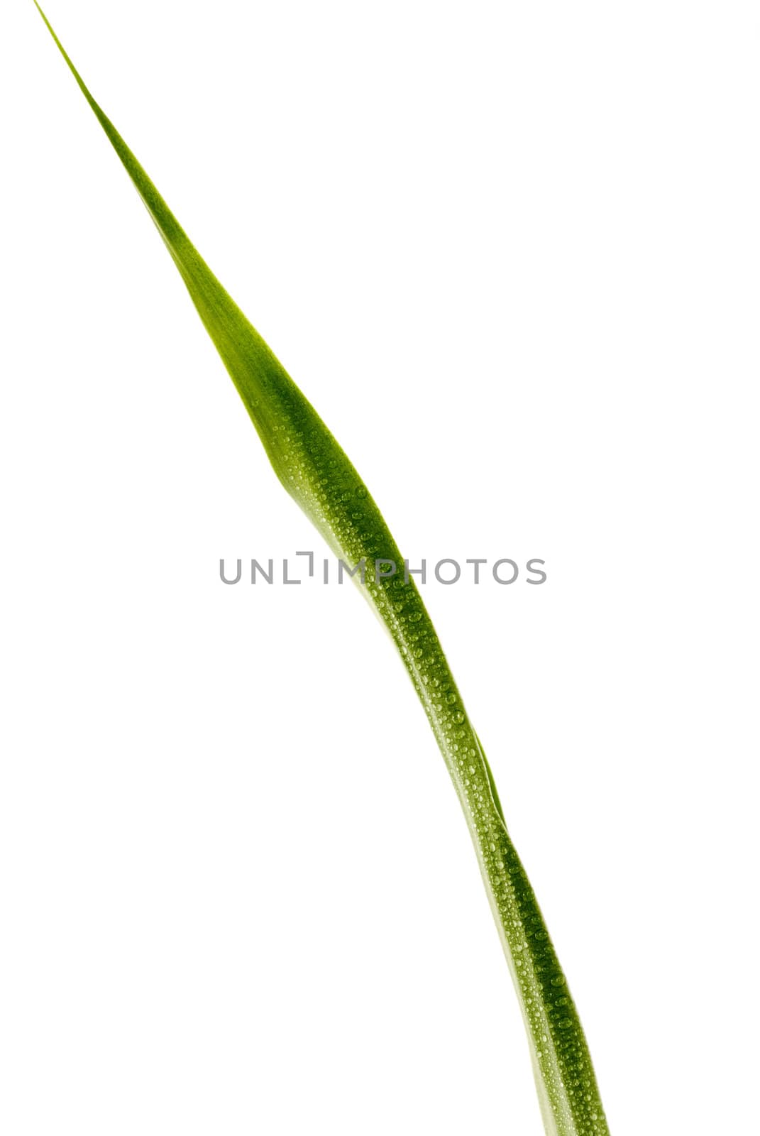 Green Leaf with rain droplets isolated on a white background. 