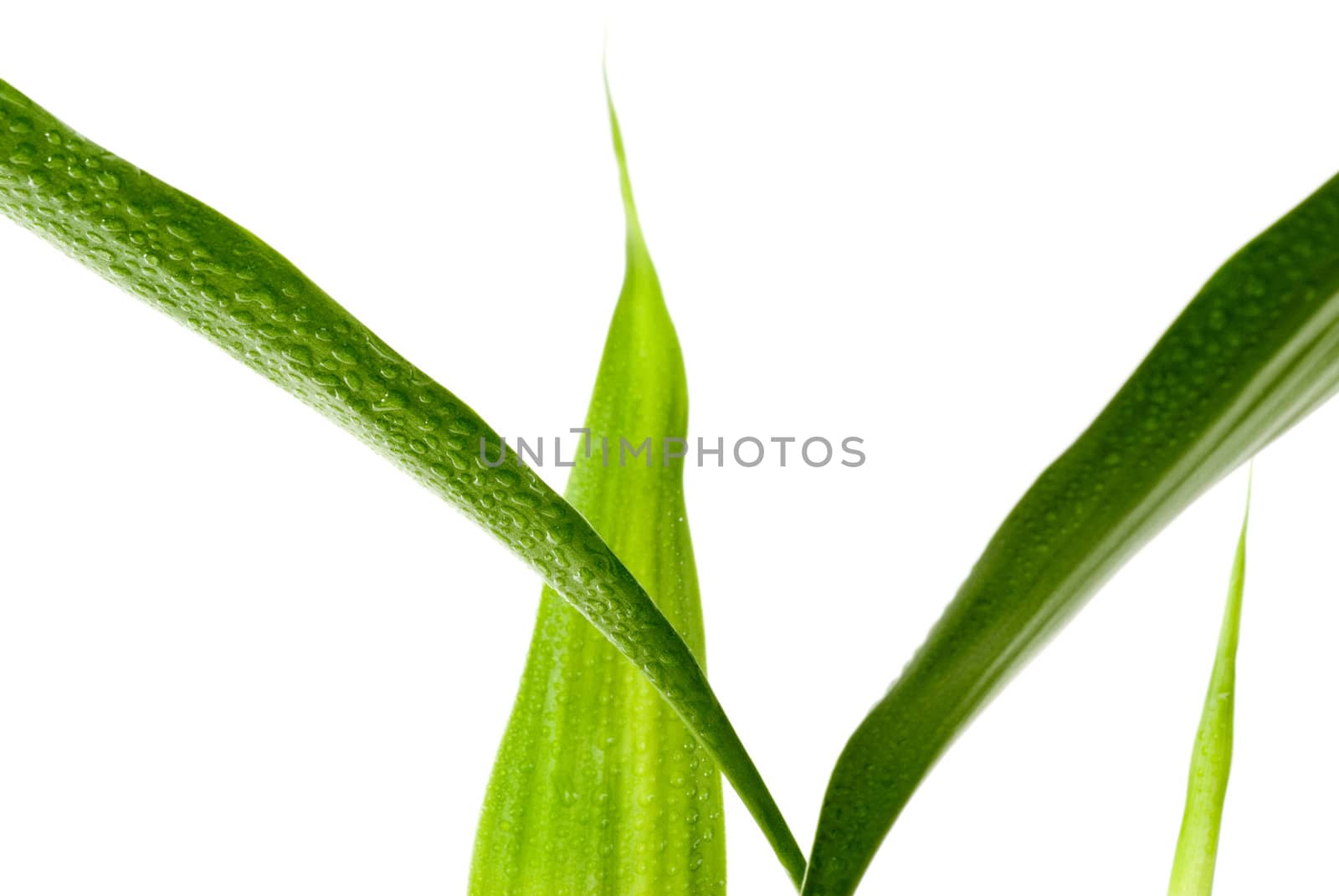 Green Leaves with rain droplets isolated on a white background. 